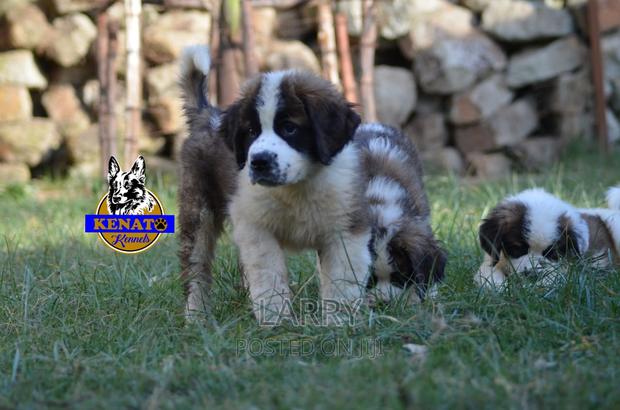 1-3 months Female Purebred Saint Bernard - thumbnail 3