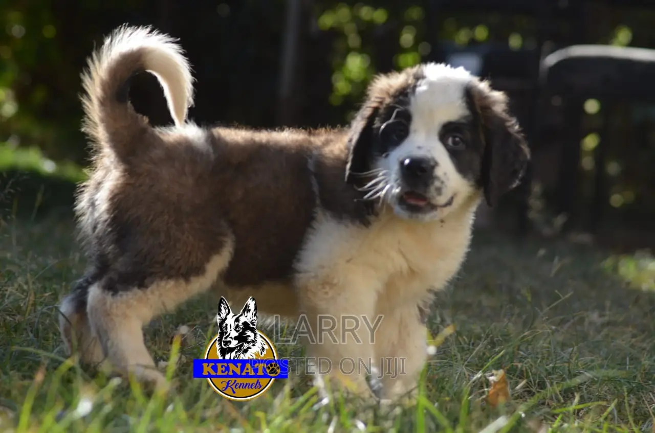 1-3 months Female Purebred Saint Bernard