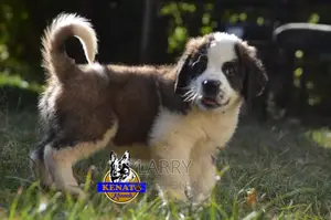 1-3 months Female Purebred Saint Bernard