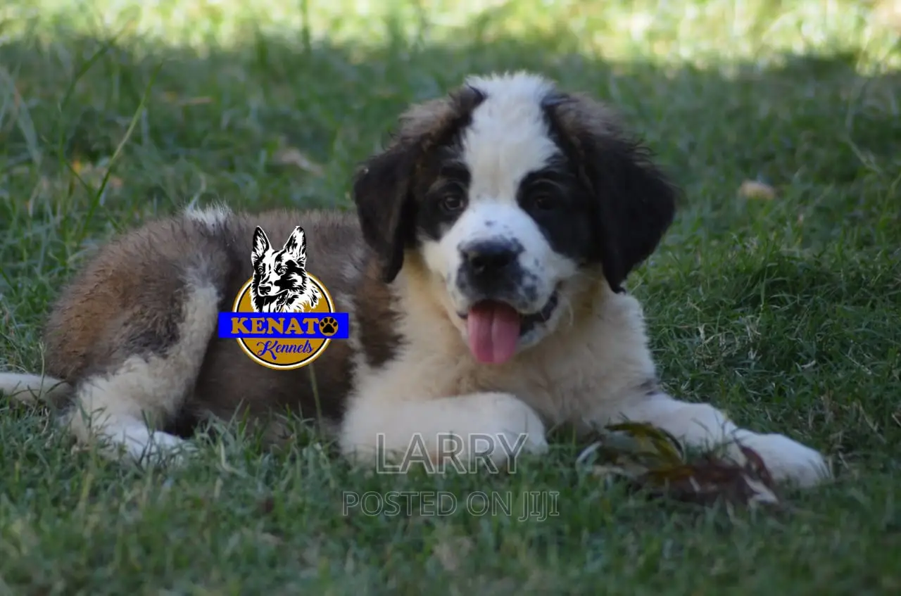1-3 months Female Purebred Saint Bernard