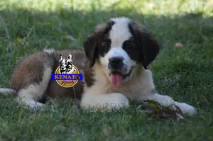 1-3 months Female Purebred Saint Bernard