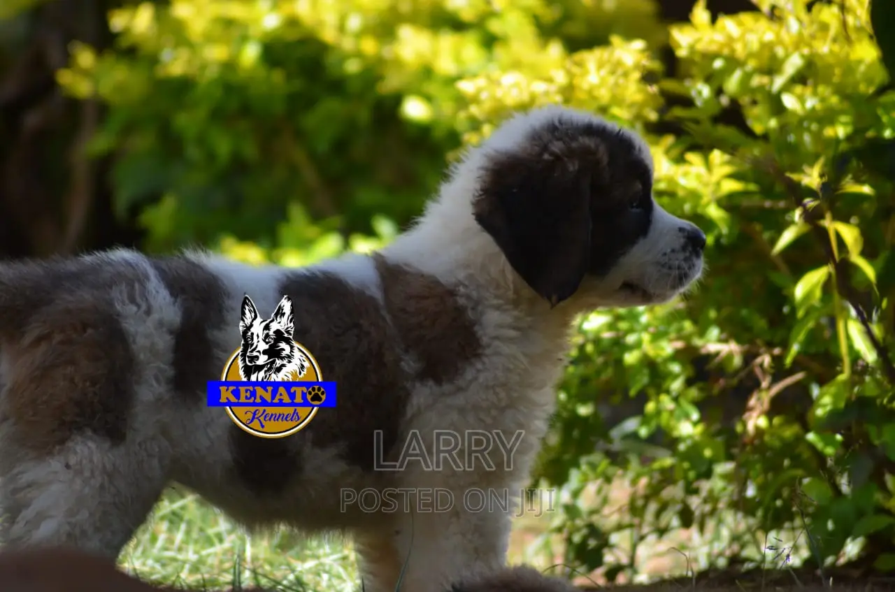 1-3 months Female Purebred Saint Bernard