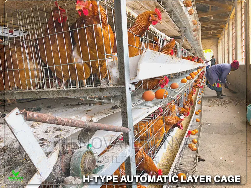H-Type Layers Cage in Ruiru Kihunguro(Kenya)New