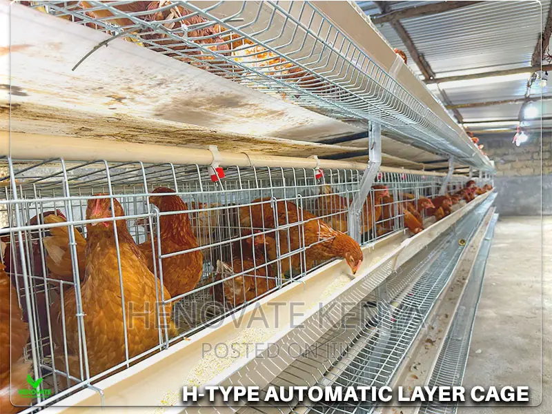 H-Type Layers Cage in Ruiru Kihunguro(Kenya)New