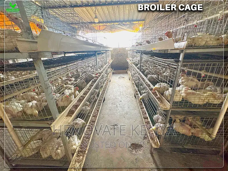 Automatic Broiler Cage Price in Kenya(Kienyeji )