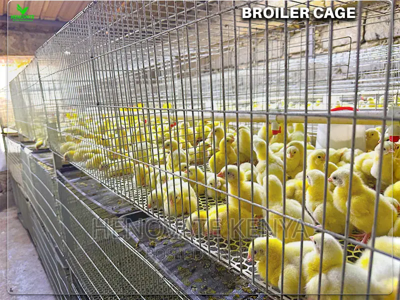 Automatic Broiler Cage Price in Kenya(Kienyeji )