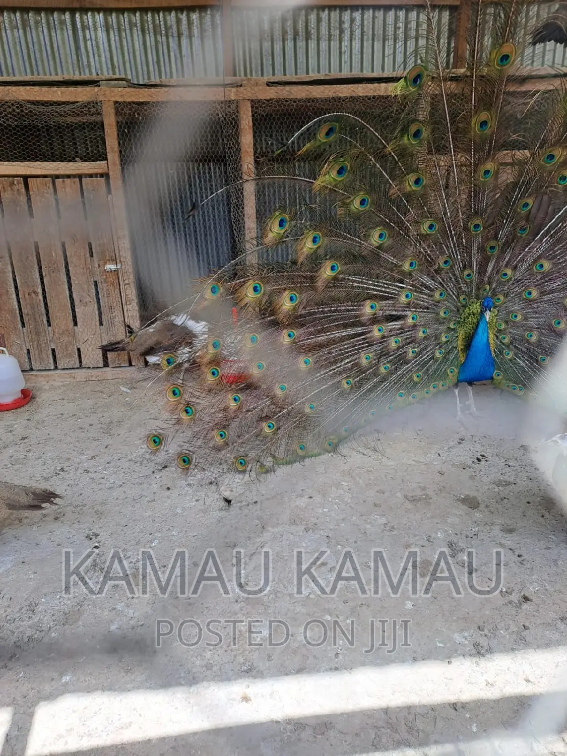 Mature Peacocks Ready to Hatch