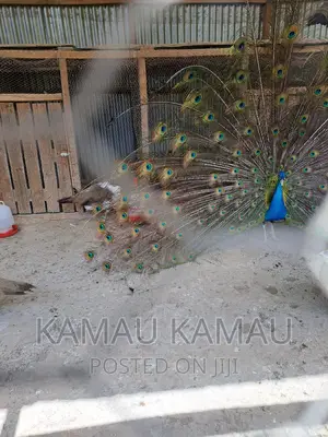 Mature Peacocks Ready to Hatch