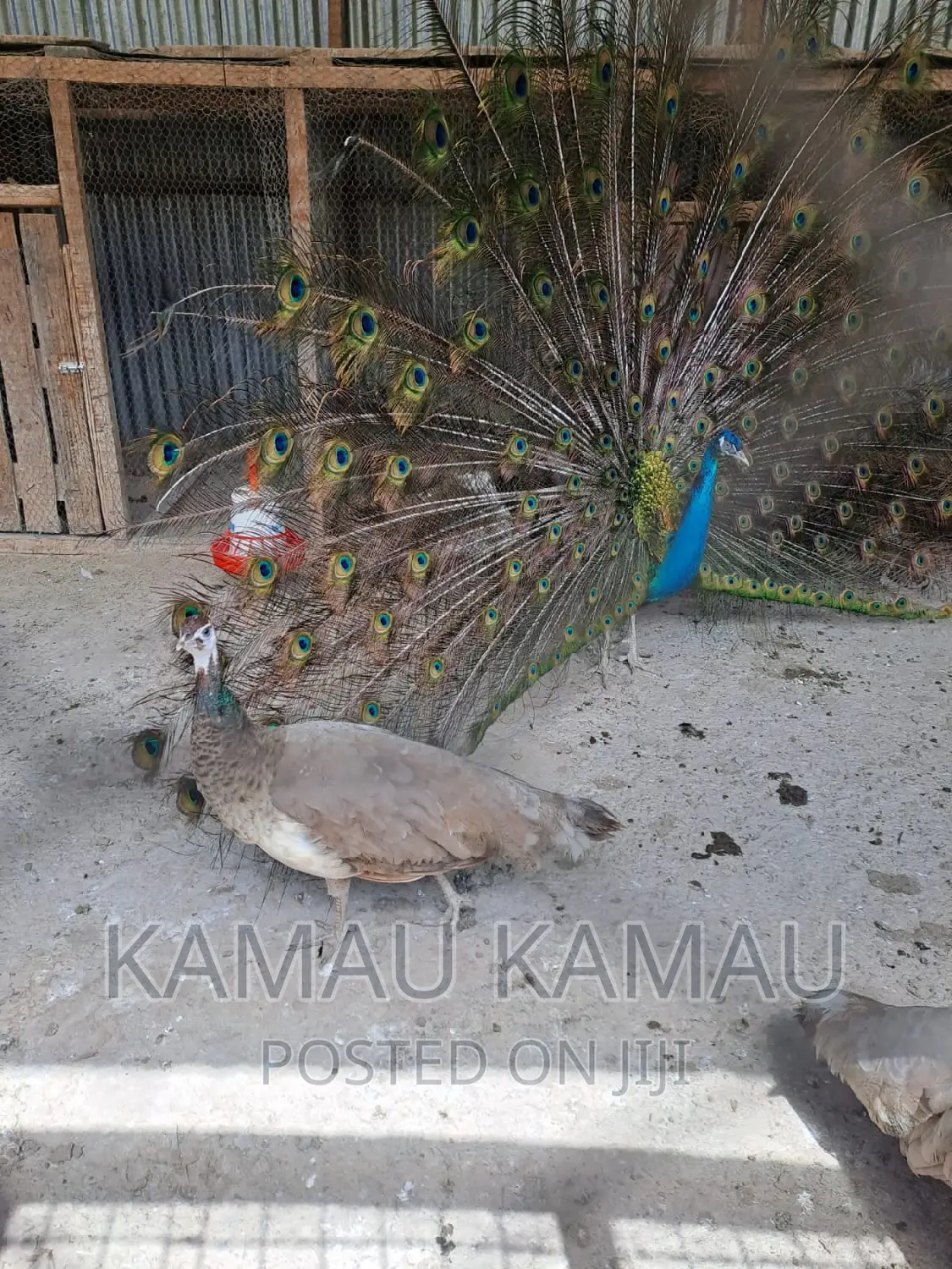 Mature Peacocks Ready to Hatch