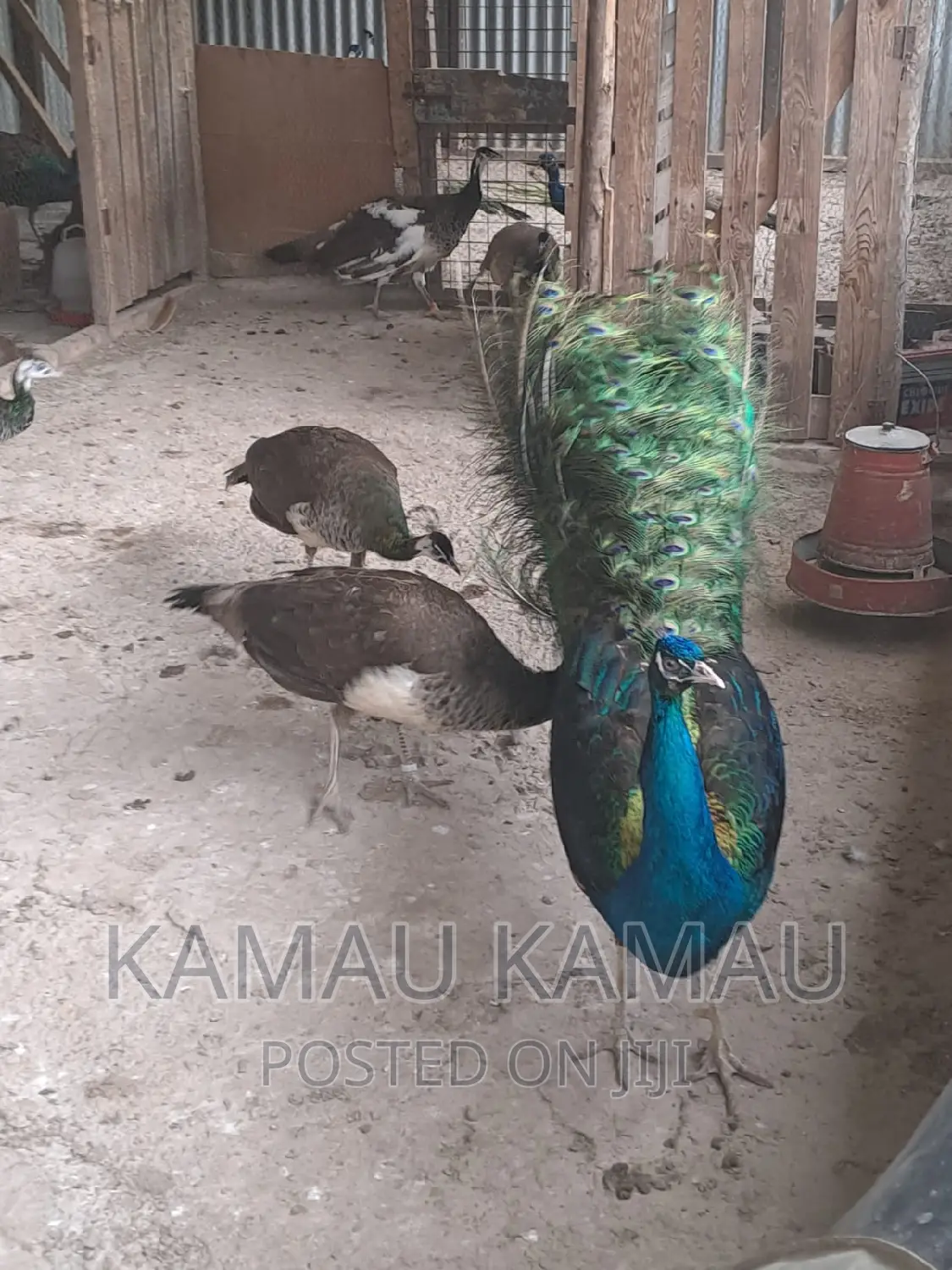 Mature Peacocks Ready to Hatch