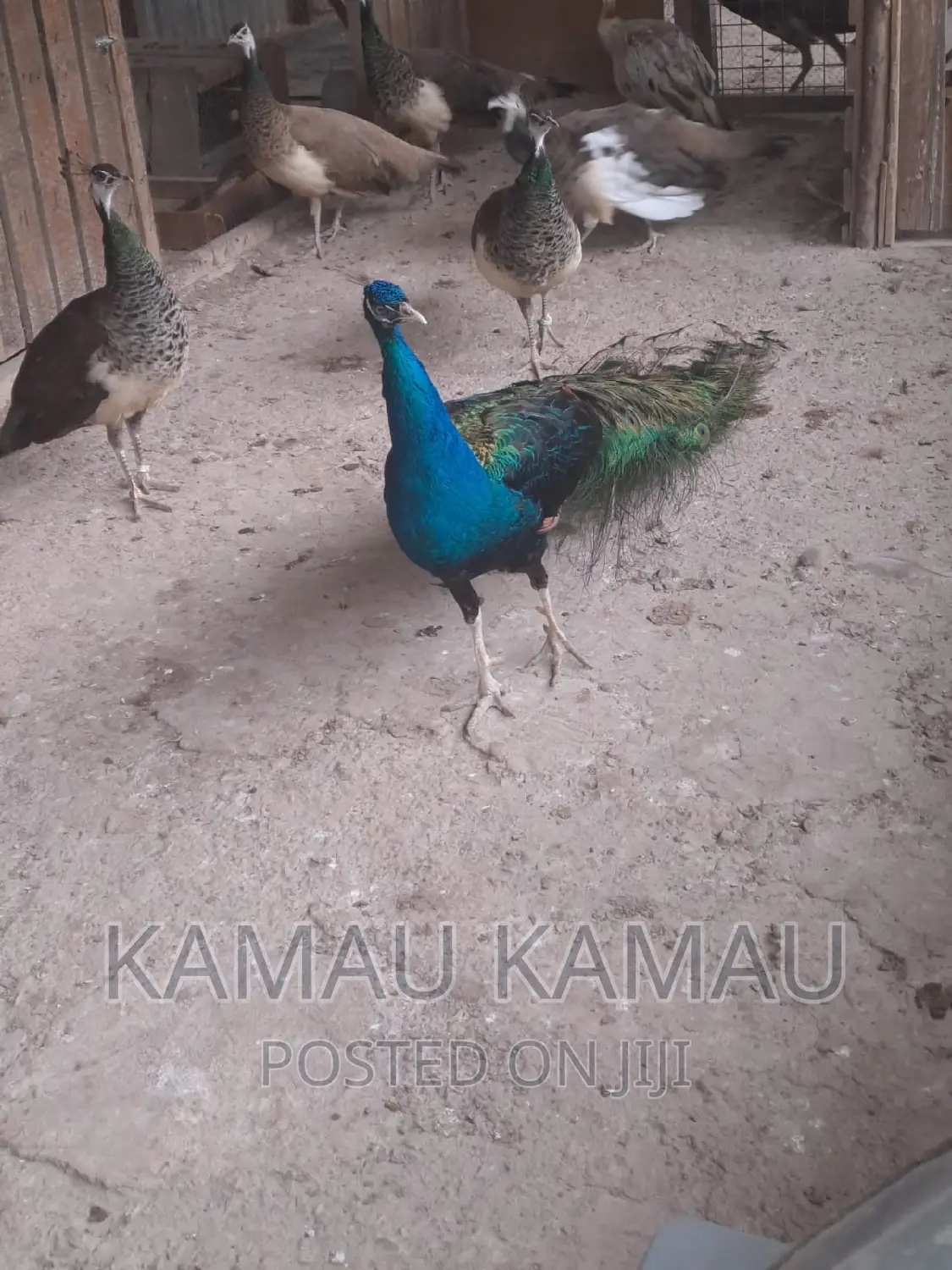 Mature Peacocks Ready to Hatch