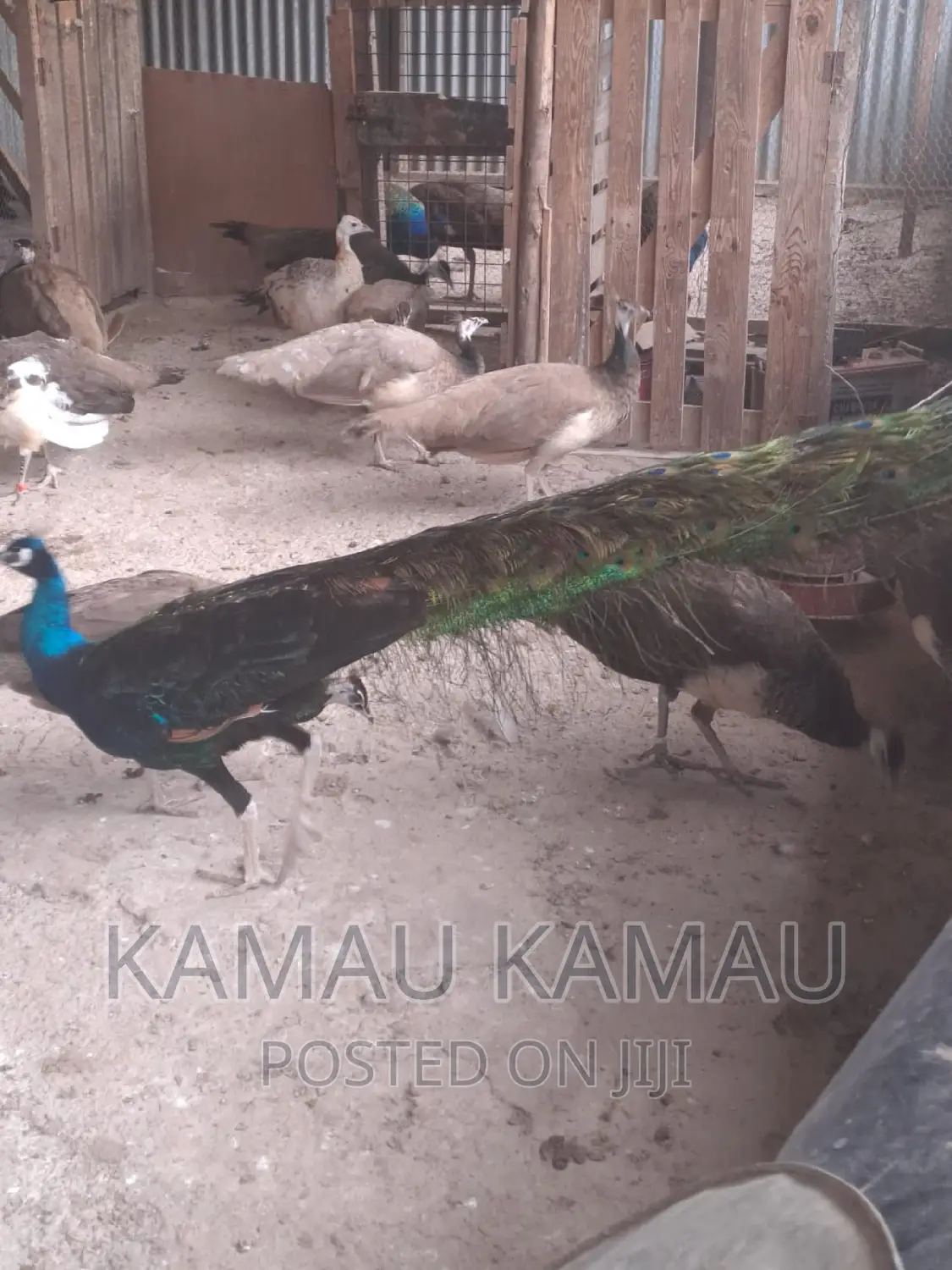 Mature Peacocks Ready to Hatch