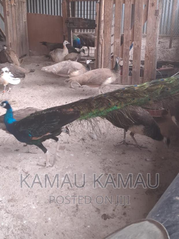 Mature Peacocks Ready to Hatch - thumbnail 9