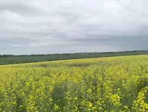 Chaka/Narumoru Kwa Jayee 6 Acres