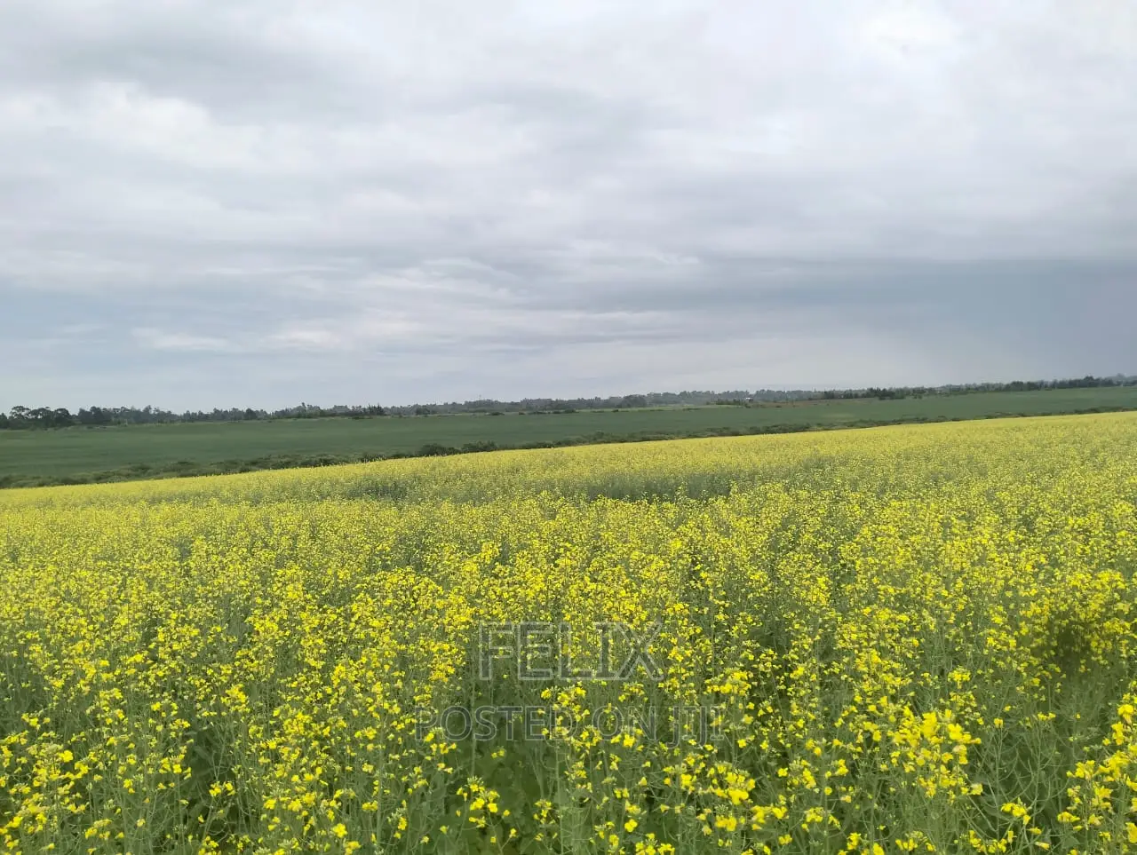 Chaka/Narumoru Kwa Jayee 6 Acres