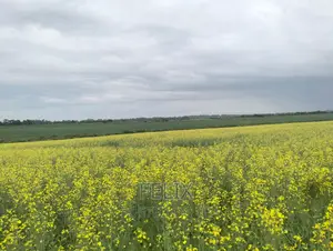 Chaka/Narumoru Kwa Jayee 6 Acres