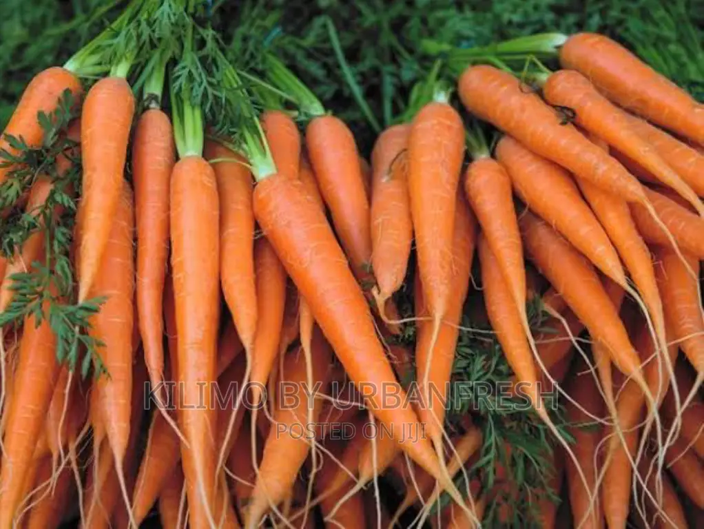 Carrot Nantes Planting Seeds.