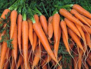 Carrot Nantes Planting Seeds. - thumbnail 2