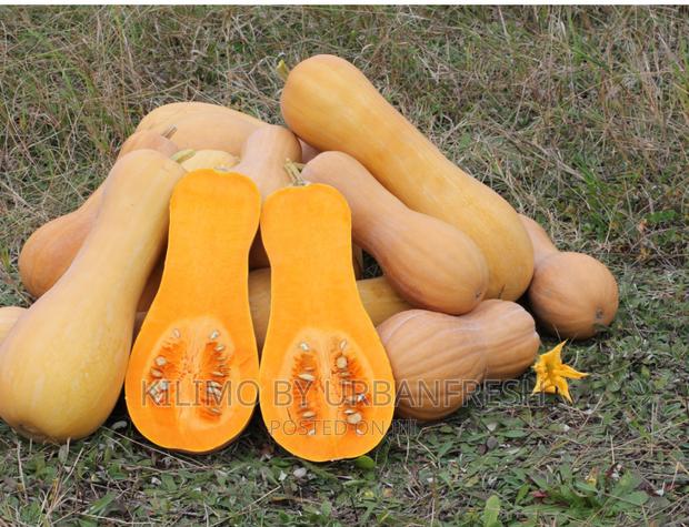 Butternut ( Squash ) Planting Seeds. - main view