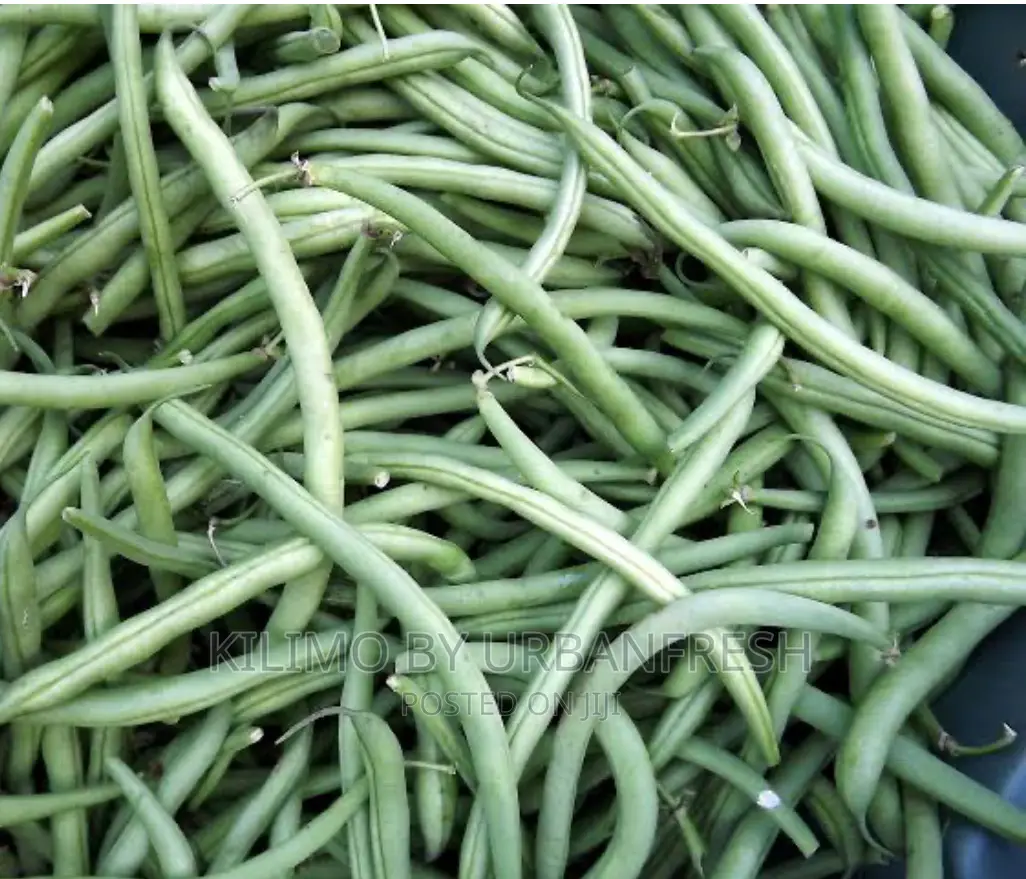 French Bean Planting Seeds