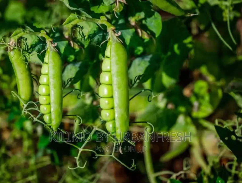Garden Peas Planting Seeds