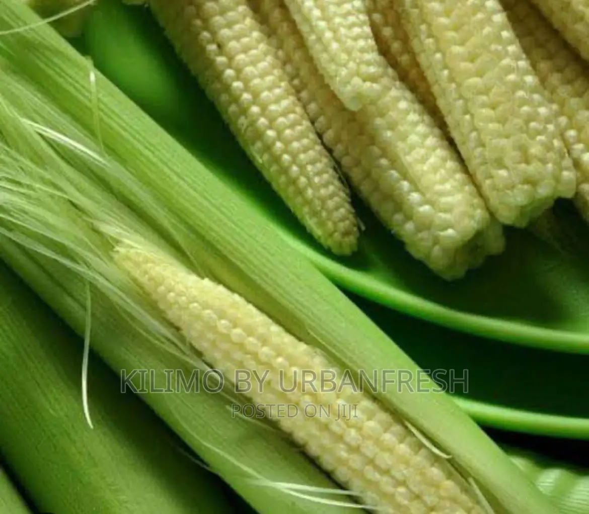 Baby Corn Planting Seeds 5 KGS