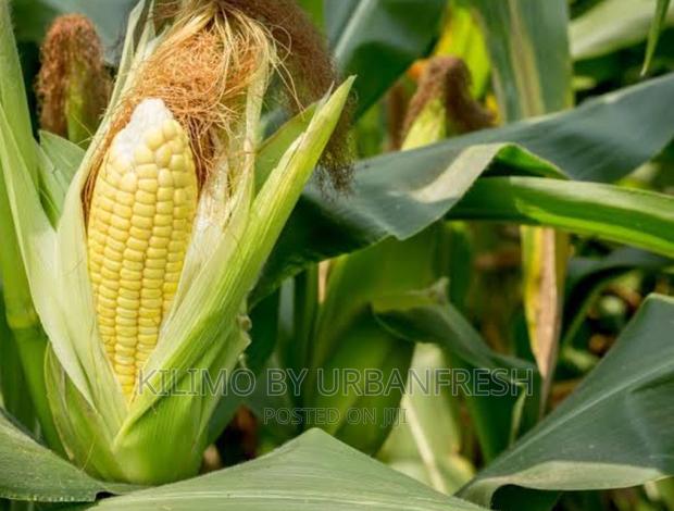 Sweet Corn Planting Seeds - main view