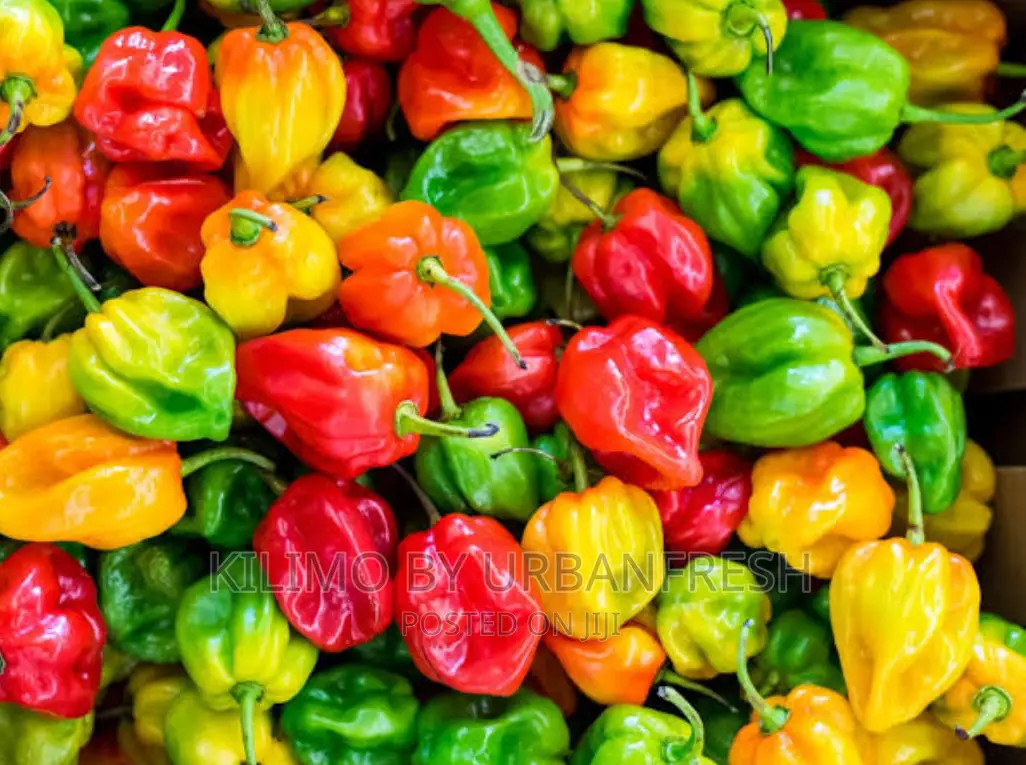 Habanero Seeds for Planting