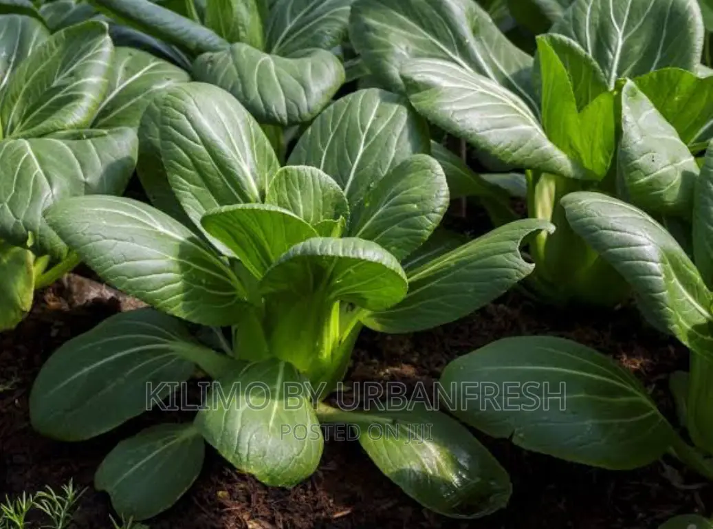 Pakchoi Planting Seeds