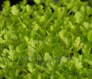 Coriander ( Dhania ) Planting Seeds