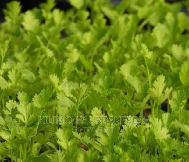 Coriander ( Dhania ) Planting Seeds - thumbnail 2