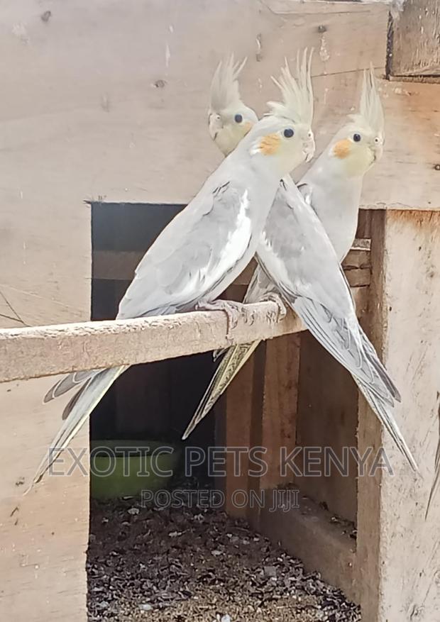 Cinnamon Cockatiels