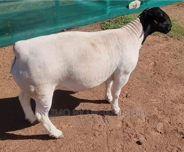 Dorper Sheep Available Lambs ,Ewes Rams - thumbnail 7