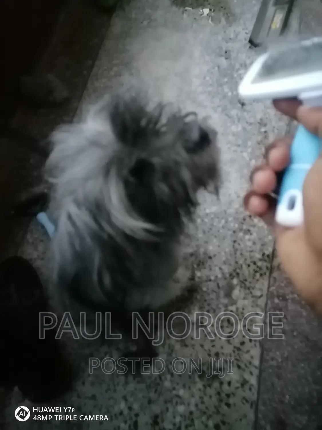 Professional, Certified Dog Groomer.