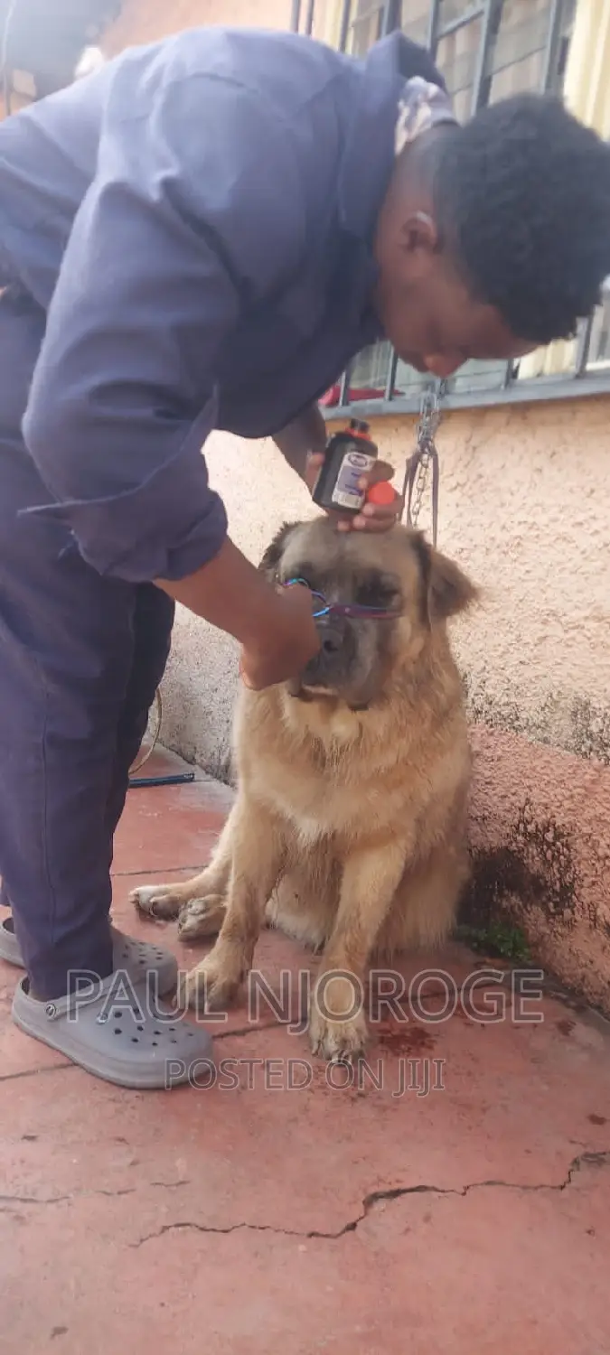 Professional, Certified Dog Groomer.