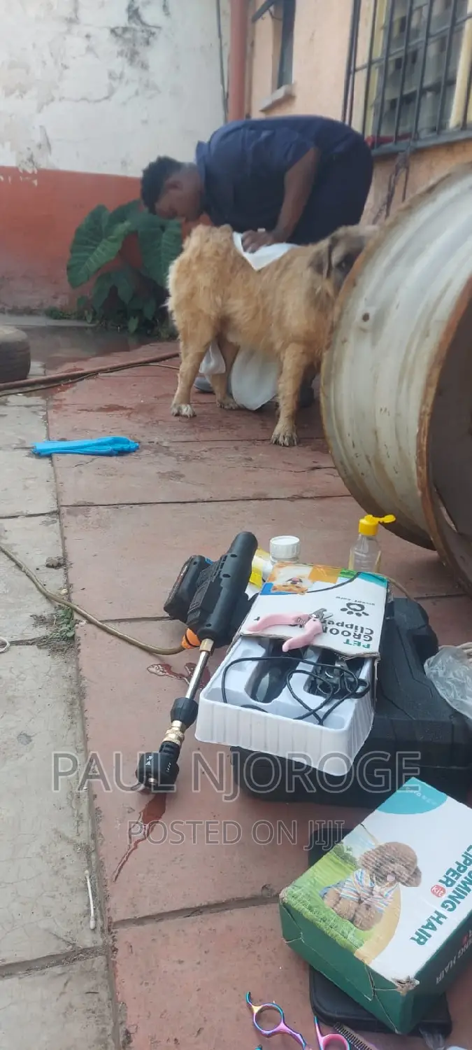 Professional, Certified Dog Groomer.