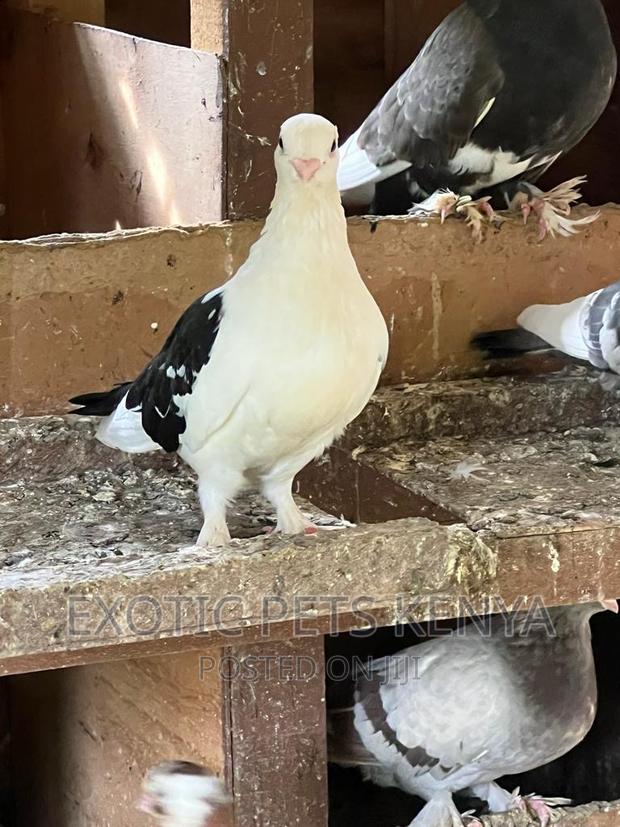 Shortbeak Pigeons - thumbnail 3