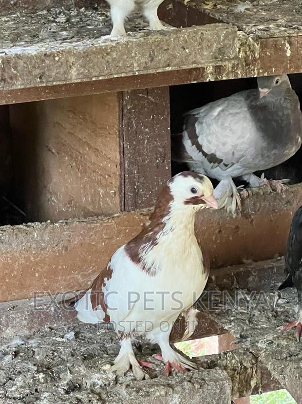 Shortbeak Pigeons - thumbnail 2