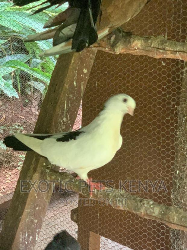 Shortbeak Pigeons - thumbnail 4