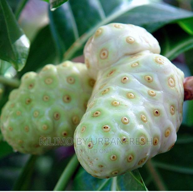 Noni Fruit Seedlings - main view