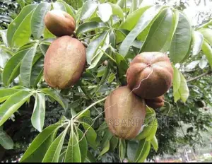 Chestnut Fruit Seedlings
