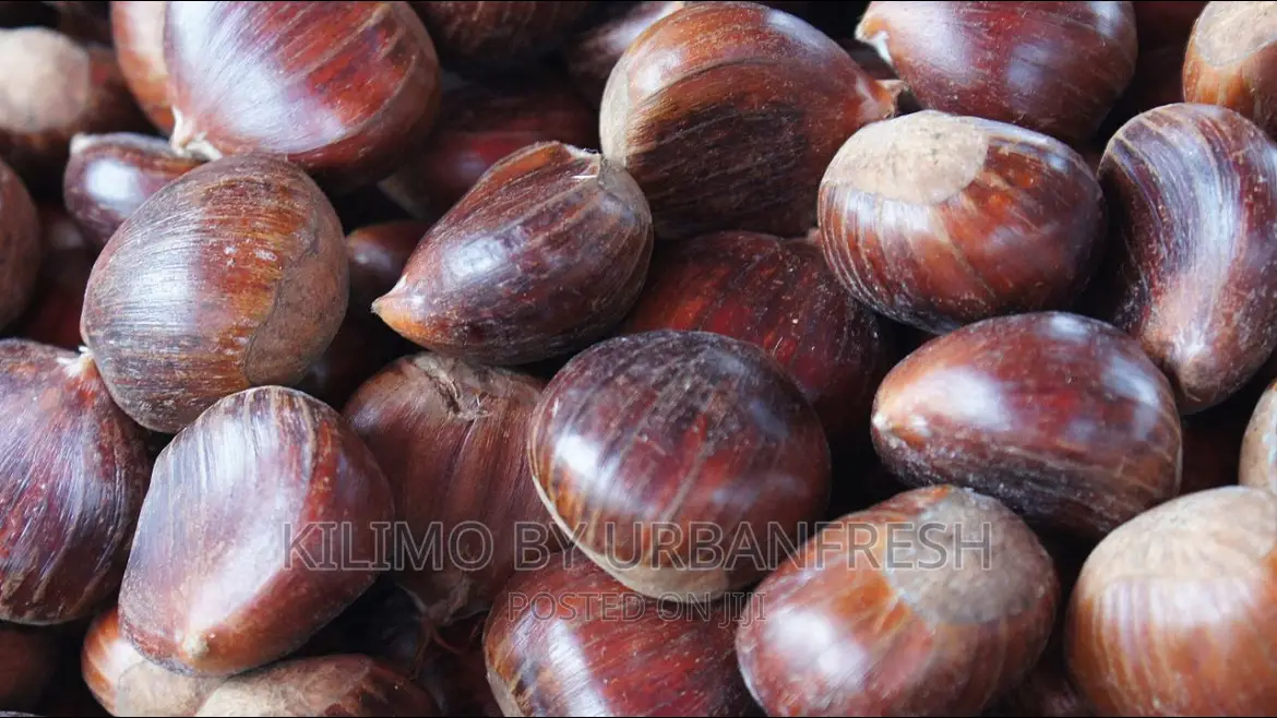 Chestnut Fruit Seedlings