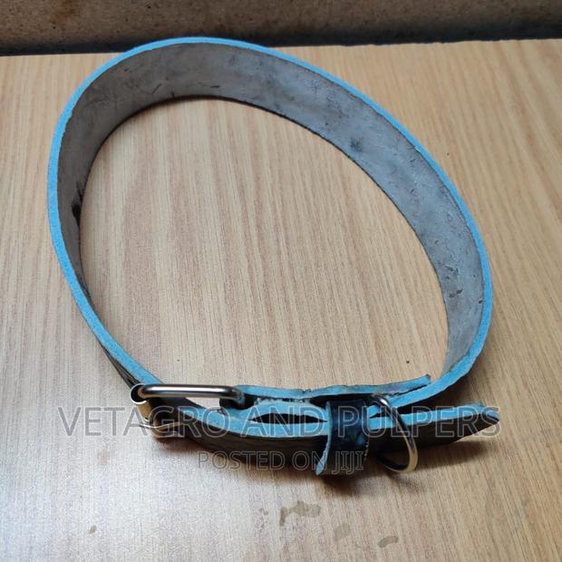 Leather Dog Collar - main view