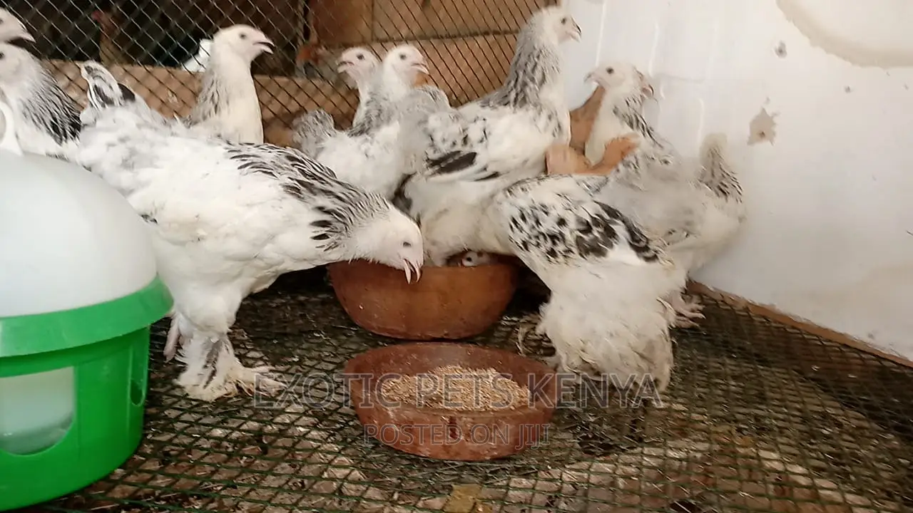 Brahma 3 Months Old