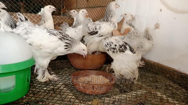 Brahma 3 Months Old - thumbnail 3