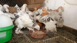 Brahma 3 Months Old - thumbnail 2