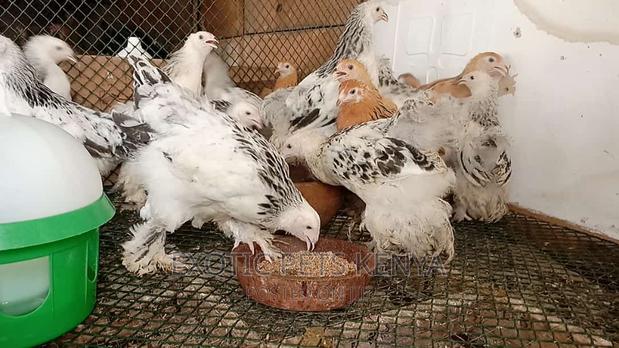 Brahma 3 Months Old - main view