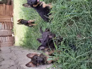 1-3 months Male Purebred German Shepherd