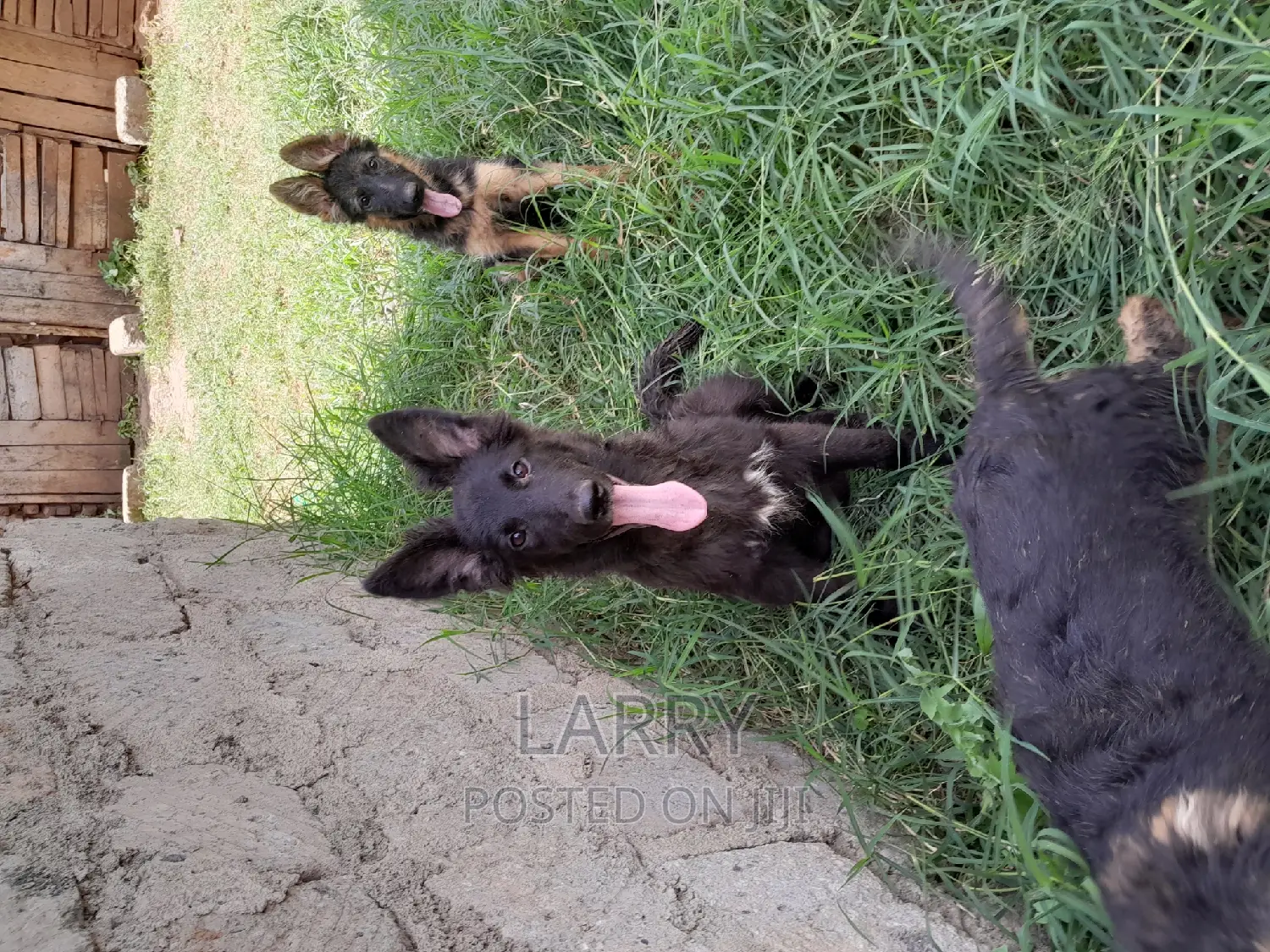 1-3 months Male Purebred German Shepherd