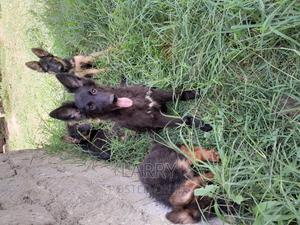 1-3 months Female Purebred German Shepherd - thumbnail 2